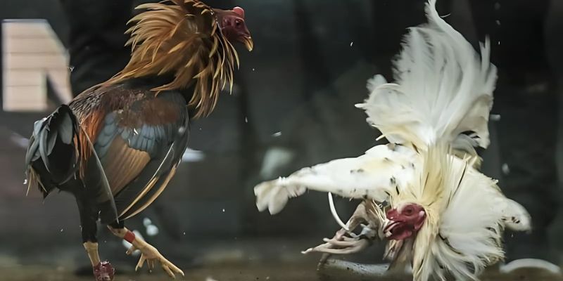 Đá gà cựa sắt 