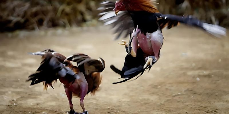 Đá gà cựa sắt với những cú đá đẹp mắt