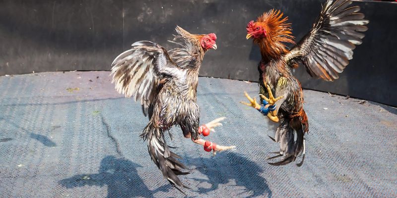 cách nuôi gà đá đúng cách 